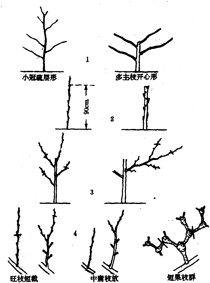 鴨梨